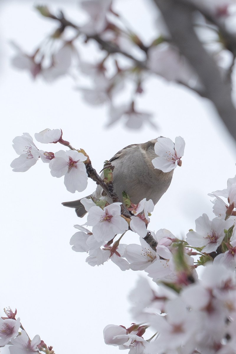 Japan_NatureW's tweet photo. #ニュウナイスズメ #cinnamonsparrow #russetsparrow  雌も桜の花を咥えてた😊 #野鳥 #野鳥観察 #wildbird #birdwatching https://t.co/A5wmc33Kg8