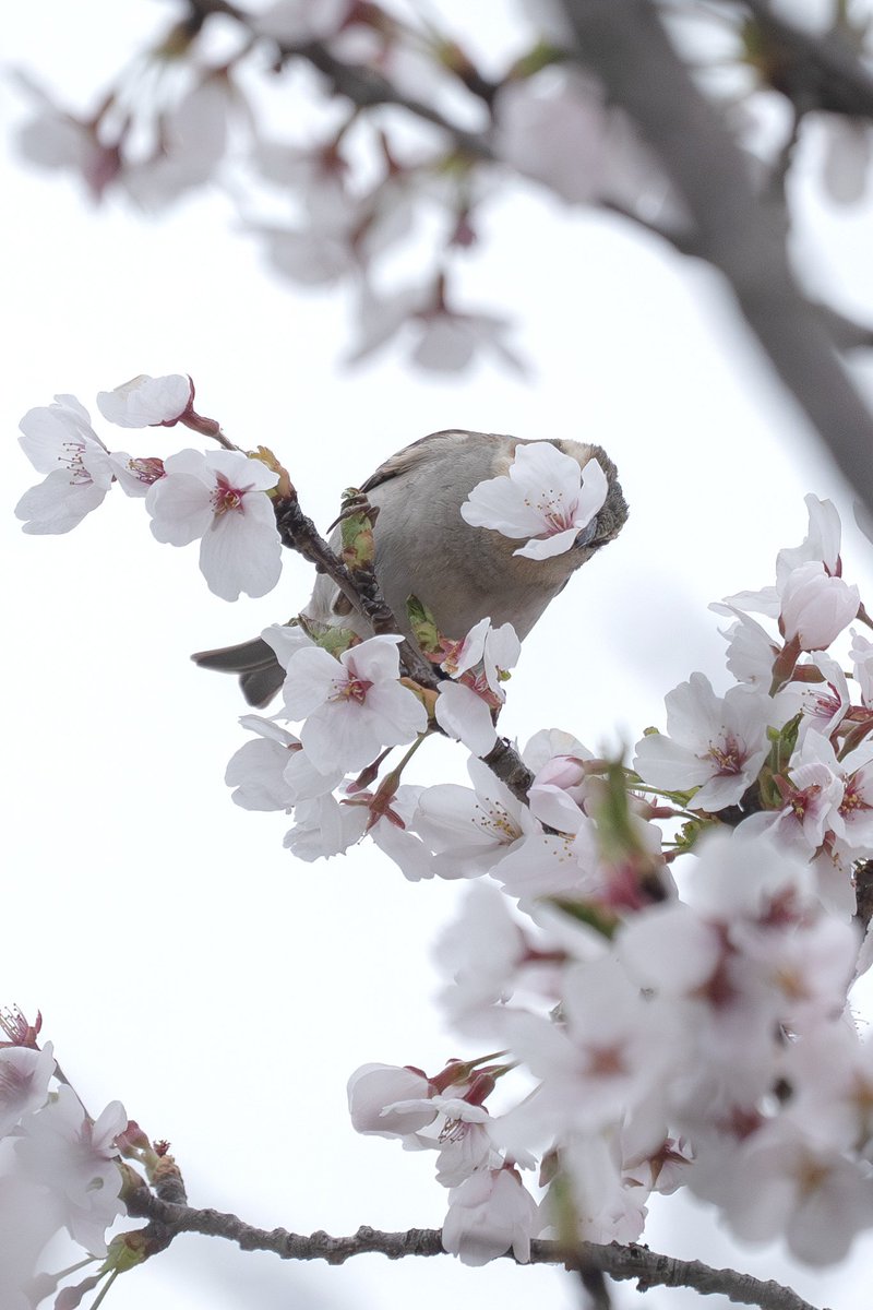 Japan_NatureW's tweet photo. #ニュウナイスズメ #cinnamonsparrow #russetsparrow  雌も桜の花を咥えてた😊 #野鳥 #野鳥観察 #wildbird #birdwatching https://t.co/A5wmc33Kg8