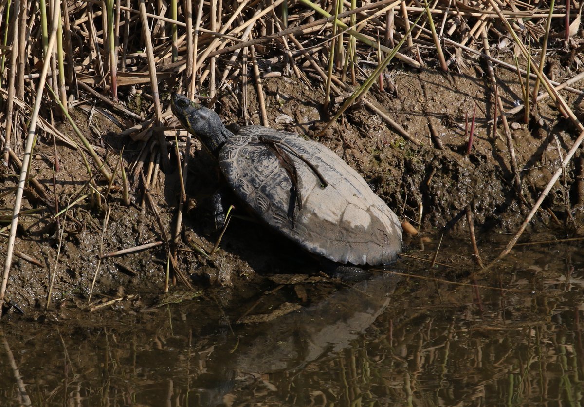 A good mornings #PatchBirding with 5 NFY  today ...2 Sandwich Tern, Yellow Wagtail, Grasshopper, Sedge &amp; Willow Warbler.
Best of the rest 2 Whimbrel, Tawny &amp; S-E Owl, 3 Cetti's, Mistle Thrush, Fieldfare &amp; Redwing.
Terrapin still hanging on 😒
