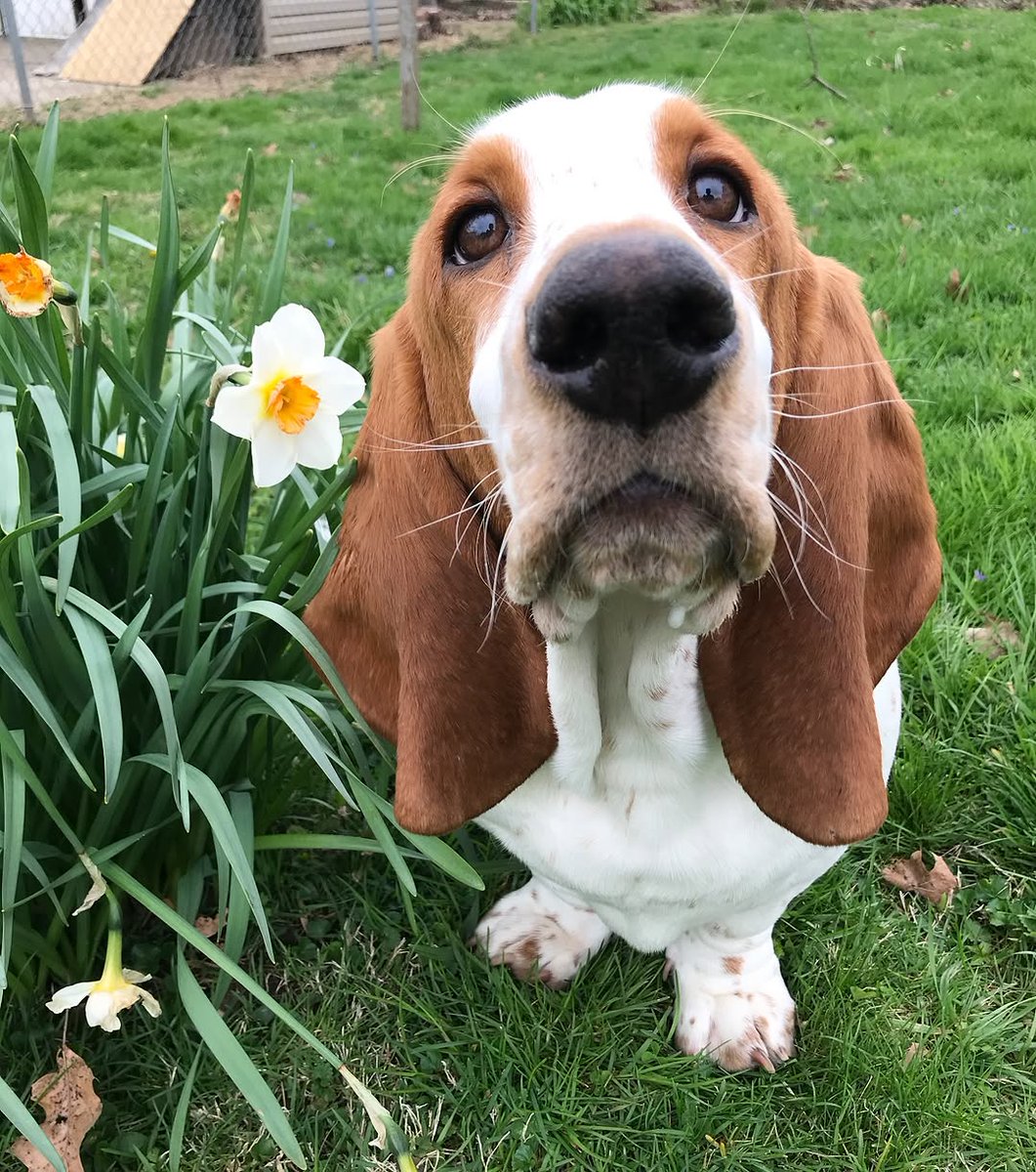 basethoundhaven's tweet photo. RT
Spring is on its way. I miss you little love. ❤️‍🩹 I see you everywhere. Today is 9 weeks without you.

#bassethound #bassethoundtwitter #bassethoundmoments #SpEd #SaturdayMorning https://t.co/9OTmJ7BSmy