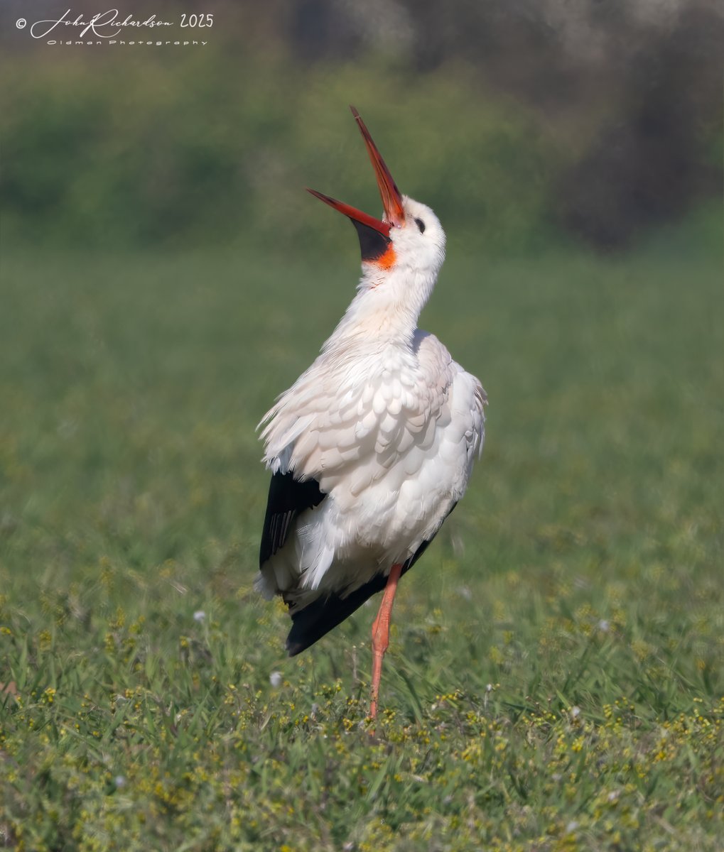 oldman65Suffolk's tweet image. A White Stork having a yawn
East Lane
12/04/2025
@OlympusUK @OMSYSTEMcameras @BTO_Suffolk @SuffolkBirdGrp