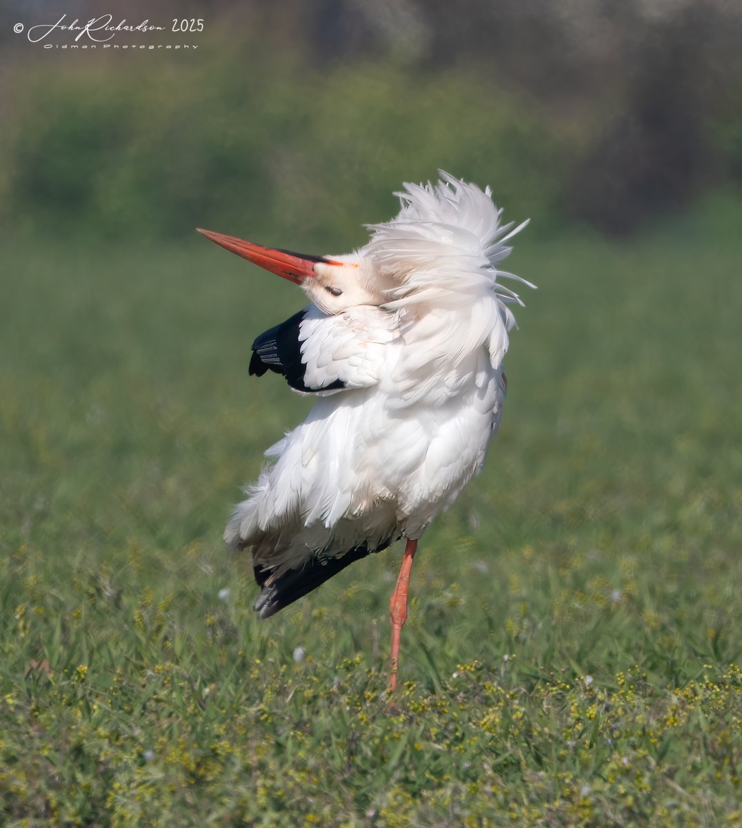 oldman65Suffolk's tweet image. A White Stork all fluffed up
East Lane
12/04/2025
@OlympusUK
@OMSYSTEMcameras
@BTO_Suffolk
@SuffolkBirdGrp