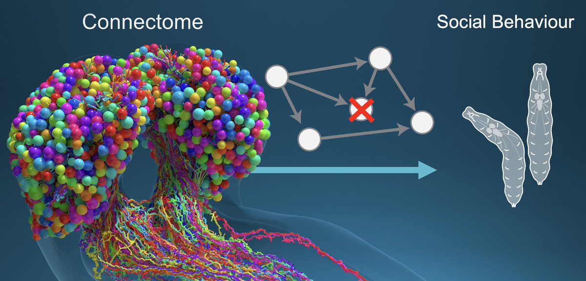 We are looking for a motivated and meticulous laboratory research scientist (LRS) to help with a comprehensive neuronal inactivation screen. This is a great opportunity to build experience in the growing field of experimental connectomics. Apply by 2 May!
crick.wd3.myworkdayjobs.com/External/job/L…