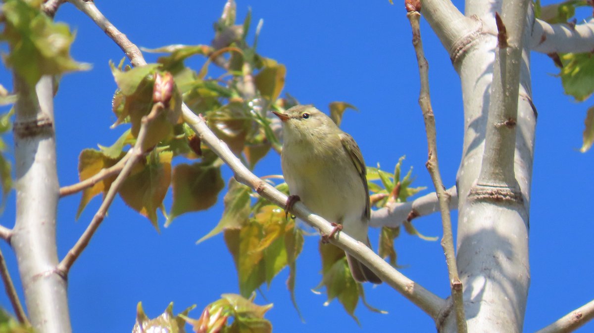 MvStuijvenberg1's tweet photo. En nog maar een kbv-er.
Klein Bruin Vogeltje dus.
De #Fitis zong het hoogste lied, hoog, jawel, in de bomen.
#2025VogelJaar #59
#BirdsSeenIn2025 #VandaagGemaakt 🐦 https://t.co/XMg0ehztFh