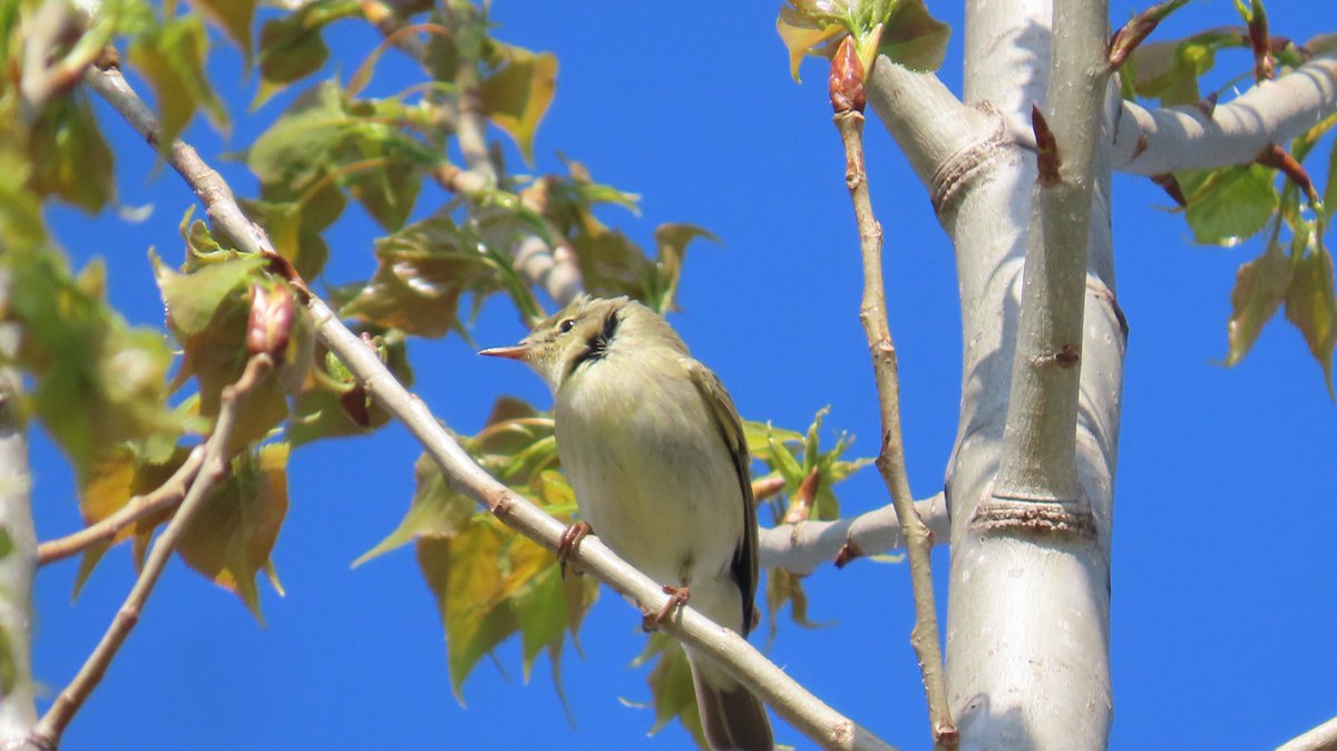 MvStuijvenberg1's tweet photo. En nog maar een kbv-er.
Klein Bruin Vogeltje dus.
De #Fitis zong het hoogste lied, hoog, jawel, in de bomen.
#2025VogelJaar #59
#BirdsSeenIn2025 #VandaagGemaakt 🐦 https://t.co/XMg0ehztFh