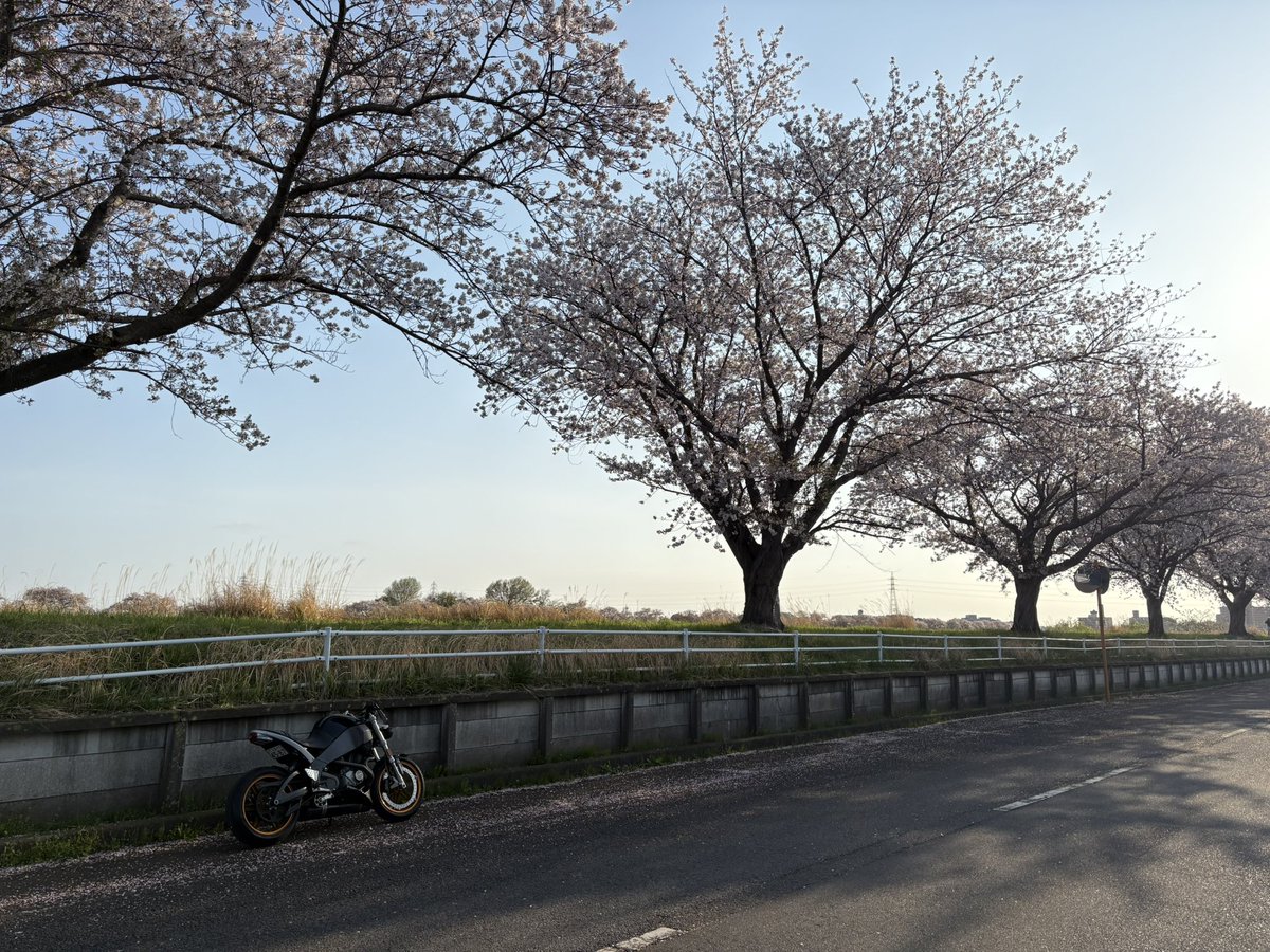 evi_chili's tweet photo. ｻｸﾗ https://t.co/29liwvAHfd