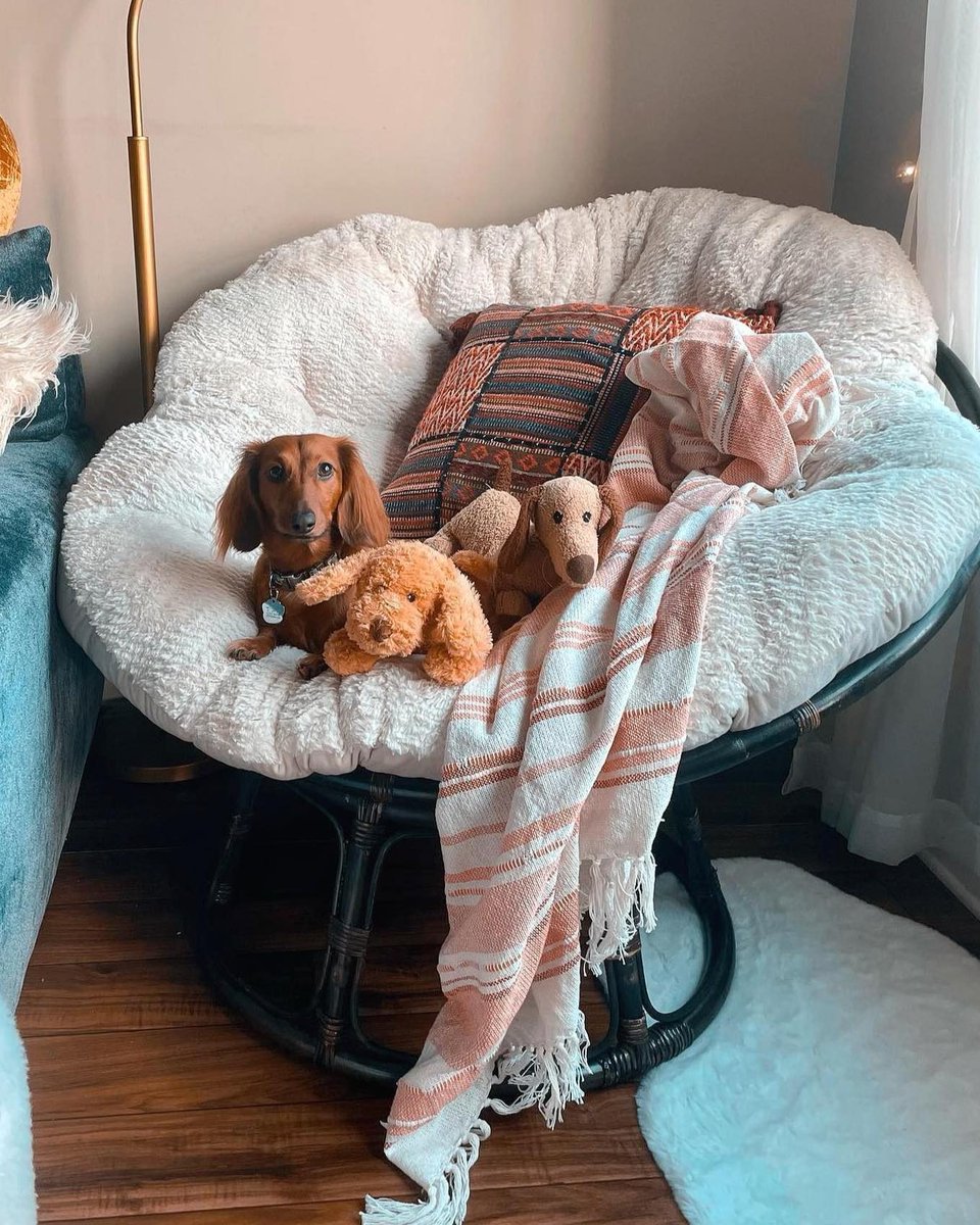 worldmarket's tweet photo. 🐶 🩷 We love how @itsfrankie_thedoxie, @dogsand.decor, and @kaciroscoephoto styled their papasans (including pups!). Such creative looks for these classic chairs. 😍

Shop papasans: https://t.co/3bz2UtS7fo https://t.co/lla3qHhKlj