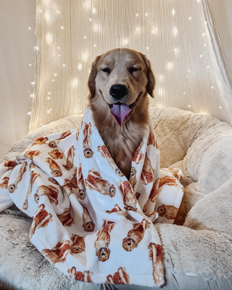 worldmarket's tweet photo. 🐶 🩷 We love how @itsfrankie_thedoxie, @dogsand.decor, and @kaciroscoephoto styled their papasans (including pups!). Such creative looks for these classic chairs. 😍

Shop papasans: https://t.co/3bz2UtS7fo https://t.co/lla3qHhKlj