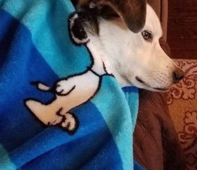 fur_meme's tweet photo. Zzzzzzz 😂 #furmeme #dog #puppy #cute #funny #pet https://t.co/fvhSUrQkg4