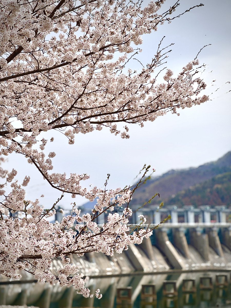 우리 낮엔 벚꽃보고🌸
밤엔 벗고 볼래요?😝

#초보부부 #건오 #부커만남 #스와핑