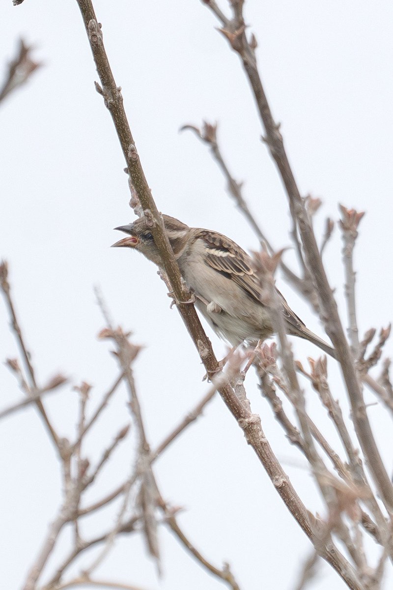 Japan_NatureW's tweet photo. #ニュウナイスズメ #cinnamonsparrow #russetsparrow  桜の花ばかりでなく、時々場所を変えて新芽や虫も食べてる。 #野鳥 #野鳥観察 #wildbird #birdwatching https://t.co/BWWf4pOdmh