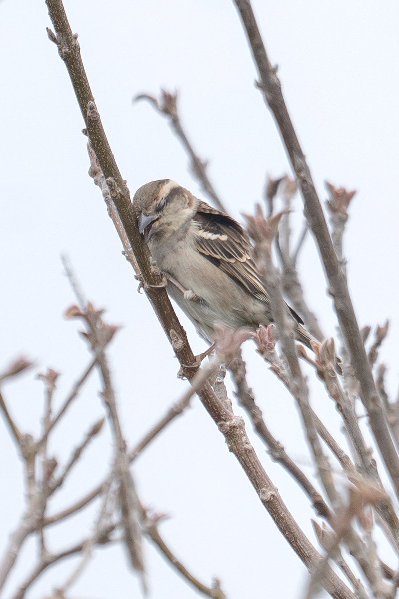 Japan_NatureW's tweet photo. #ニュウナイスズメ #cinnamonsparrow #russetsparrow  桜の花ばかりでなく、時々場所を変えて新芽や虫も食べてる。 #野鳥 #野鳥観察 #wildbird #birdwatching https://t.co/BWWf4pOdmh