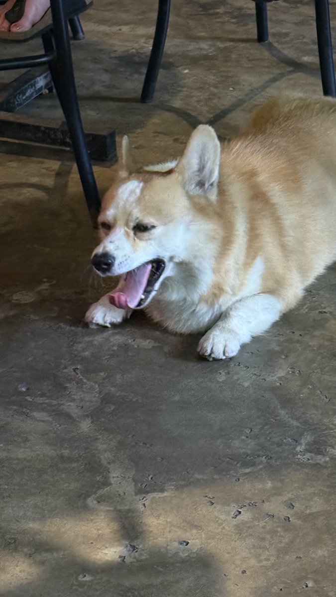 rjpelz's tweet photo. Watching the Dees at a bar in Hoi An and this dog is grabbing all my attention. #afldeesdons #GoodwinOut https://t.co/N3BmGCL0j8