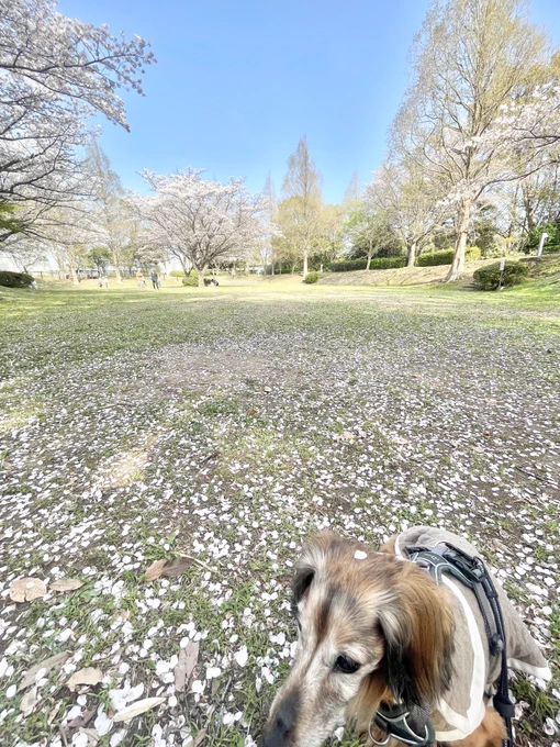 #おじいちゃん犬日記