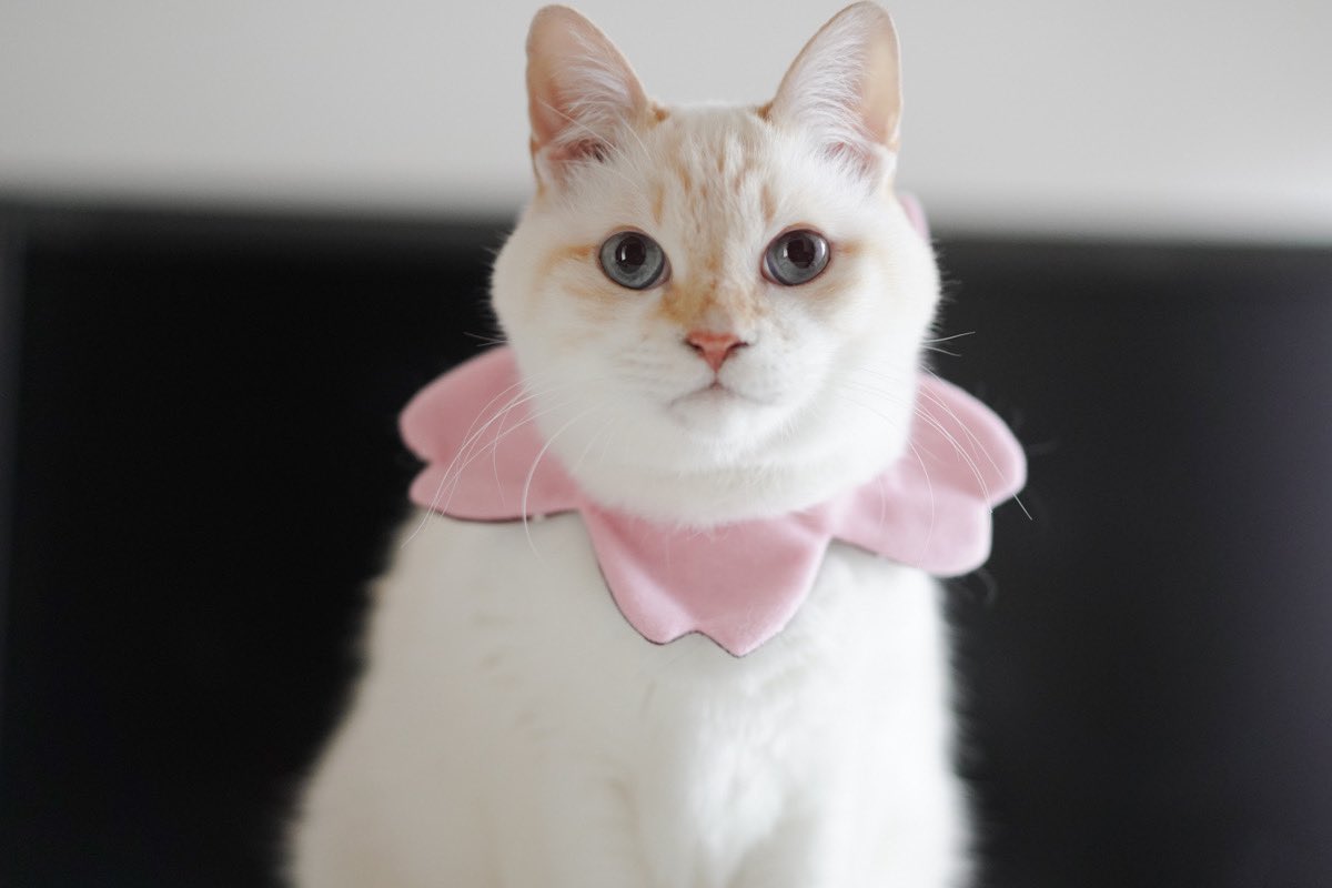 4匹の楽しいおうち tweet media