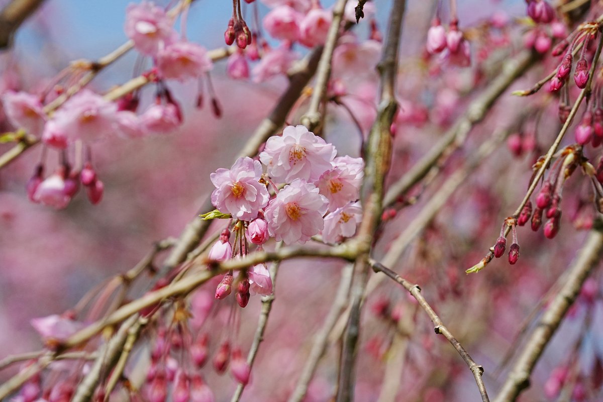 jj_tt's tweet photo. 越前陶芸村しだれ桜まつり へ 行く https://t.co/bhYw2Z0Gbw #越前陶芸村 #しだれ桜 #枝垂れ桜 #桜 #越前町 https://t.co/2wz3QI8ASy