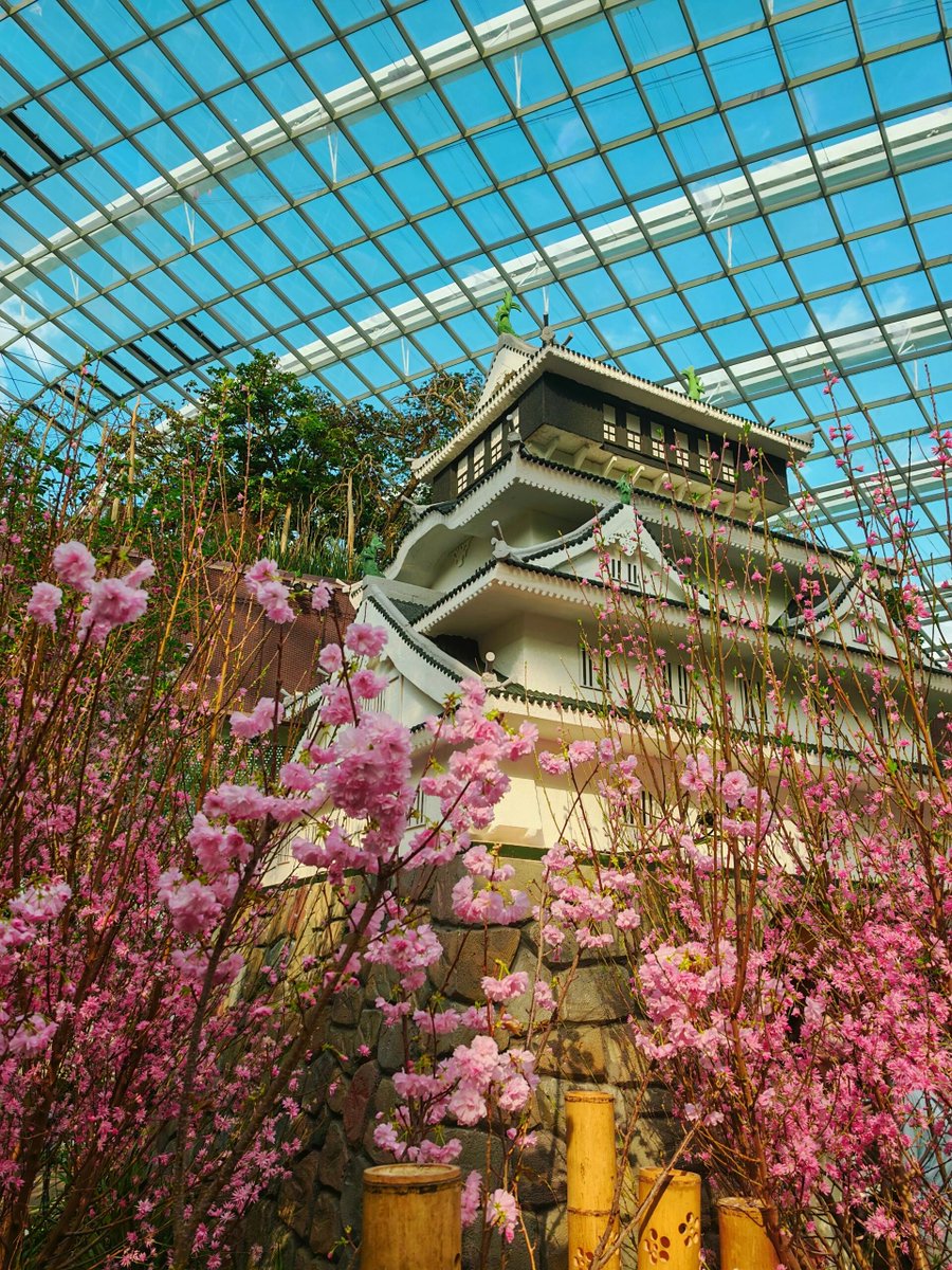 シンガポール植物園は、都会の喧騒を忘れさせてくれる緑のオアシスであり、美しく整備された園内には多種多様な植物が咲き誇り、まるで自然と芸術が調和した楽園のような場所です。