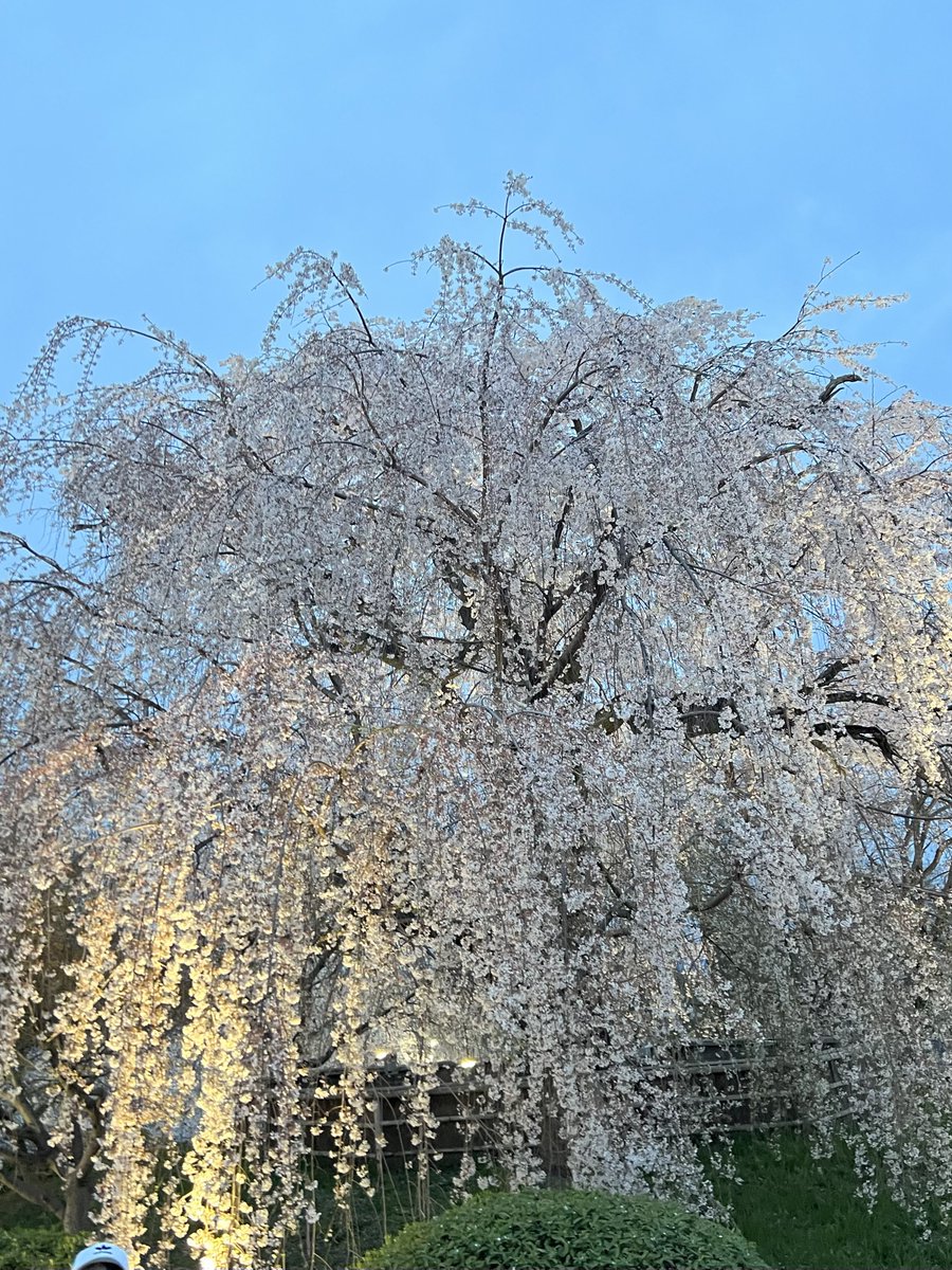 Vitabrillare's tweet photo. 今日は、おかんを連れて地元でランチ🍴
あとは今年の夜桜🌸
桜の季節になる度、様々な思い出が蘇り、日本に生まれ育ち良かったと思います^_^
#ビータブリッラーレ #Vitabrillare #スタッズバッグ #スタッズバック #星スタッズバッグ #おかん #アルマーレ #アルマーレシーテラス #ALMARE #桜 #夜桜 https://t.co/m11OHbfFcG