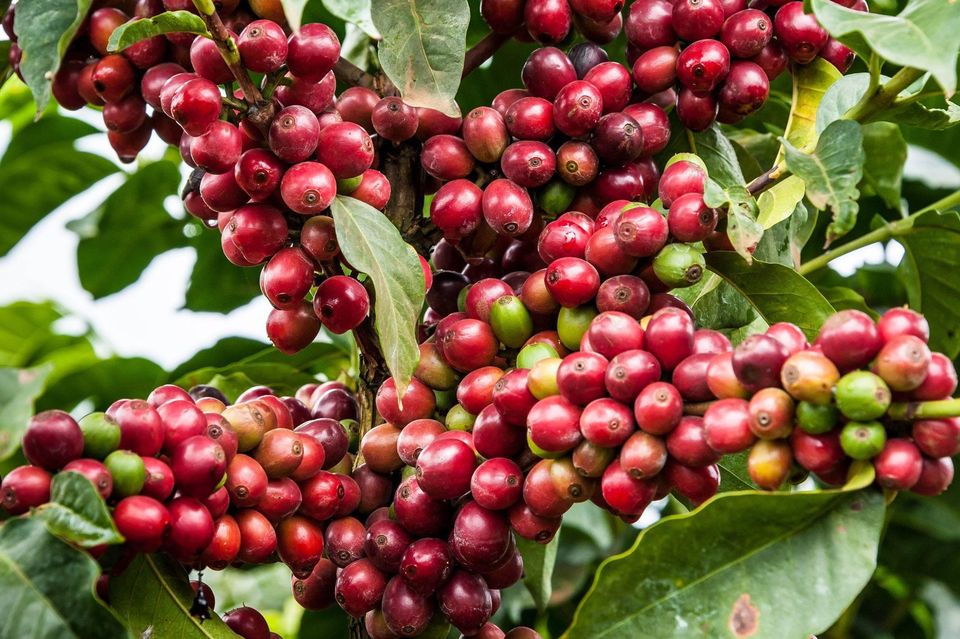 MiracleFive1's tweet photo. If you cannot process our minerals or add value to our agricultural products forget about export.
President @KagutaMuseveni UEDCL Kabobi Arrest Balaam Isak Onana #earthquake #LeeKnow
#TrumpTariffs #zonauang #ForaMaike https://t.co/Q78g8yL8Ir