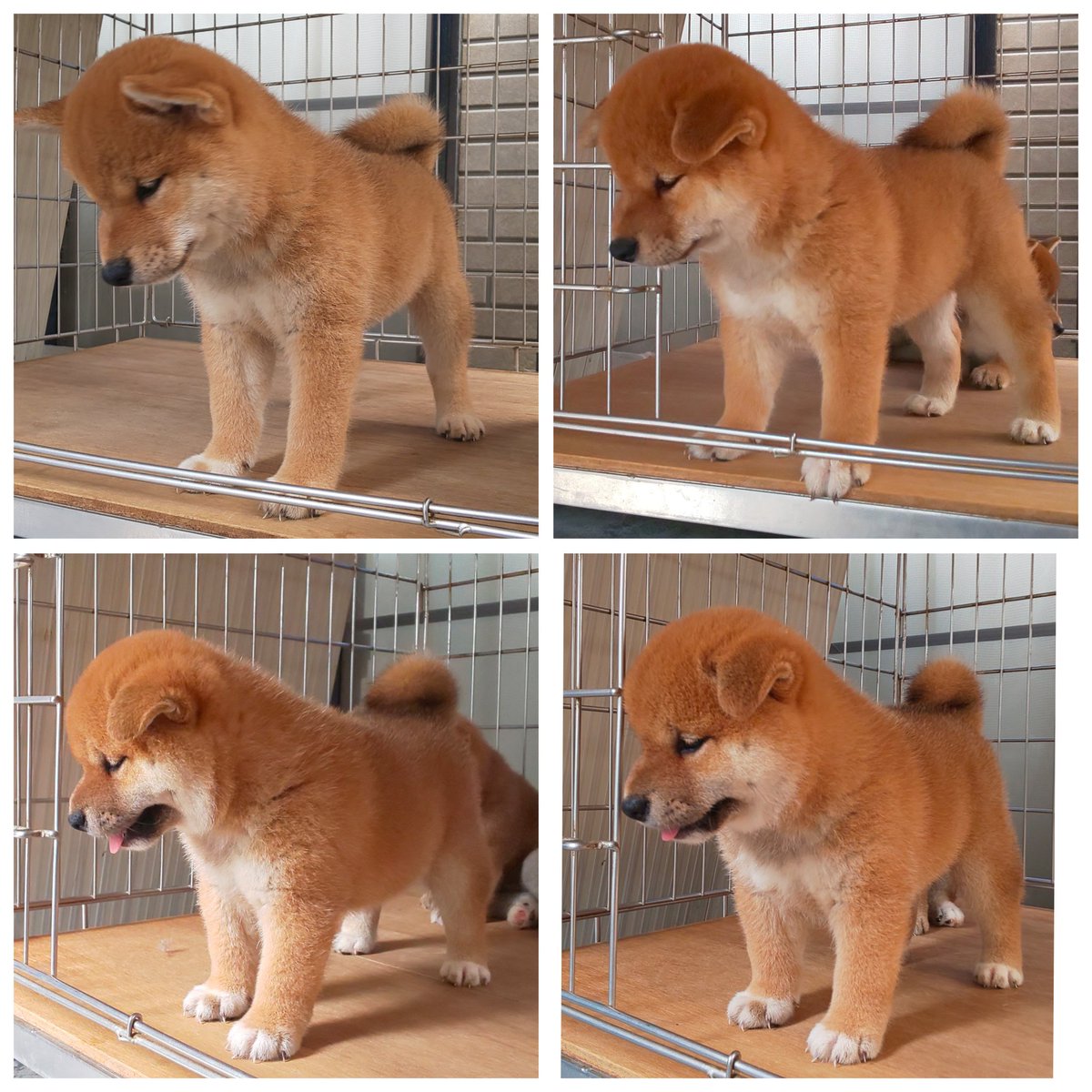 柴犬専門！海田犬舎（日本犬保存会） tweet media