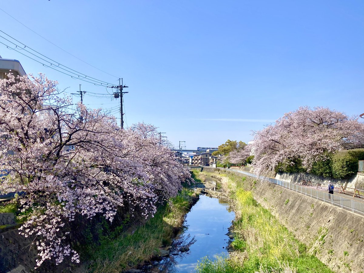 hSakuta1126's tweet photo. 朝ラン🏃
明日は終日雨☔予報なので最後のお花見🌸
大阪関西万博開幕　楽しみです😊

#朝ラン
#千里川 
#お花見ラン 
#大阪関西万博開幕
#走れる事に感謝 https://t.co/D7byQY3bdD