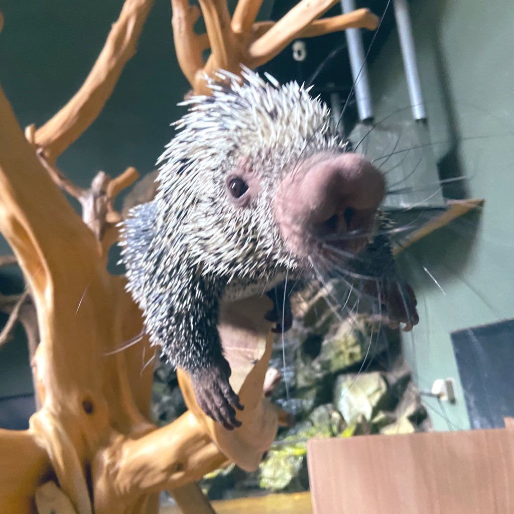 カワスイでも真珠取り体験できて可愛いの作れる
真珠取り体験も楽しいしオマキヤマアラシの餌やり体験は飼育スペースに入れて本当に楽しいよ