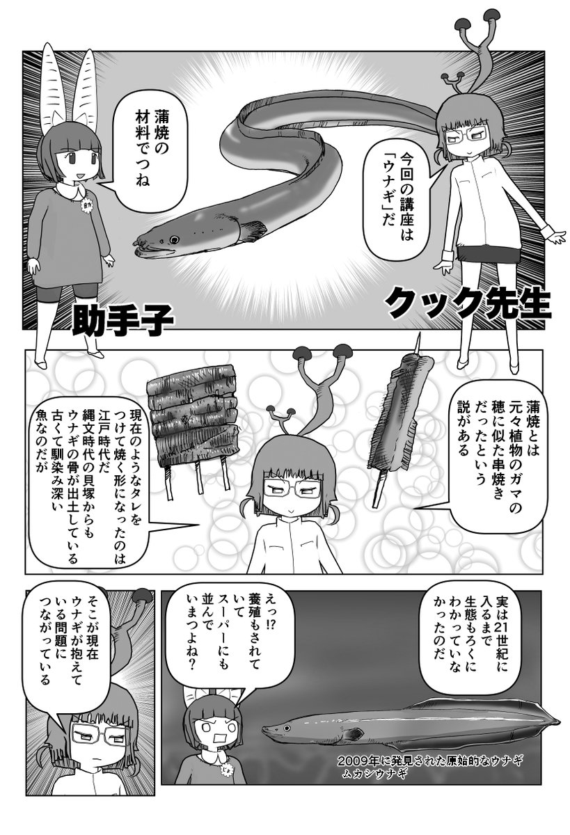 色々と誤解されてそうな動物を漫画で解説していくぞい。  第33回「ウナギ」1/2 #クック先生の動物講座 #漫画が読めるハッシュタグ #マンガが読めるハッシュタグ #ウナギ 