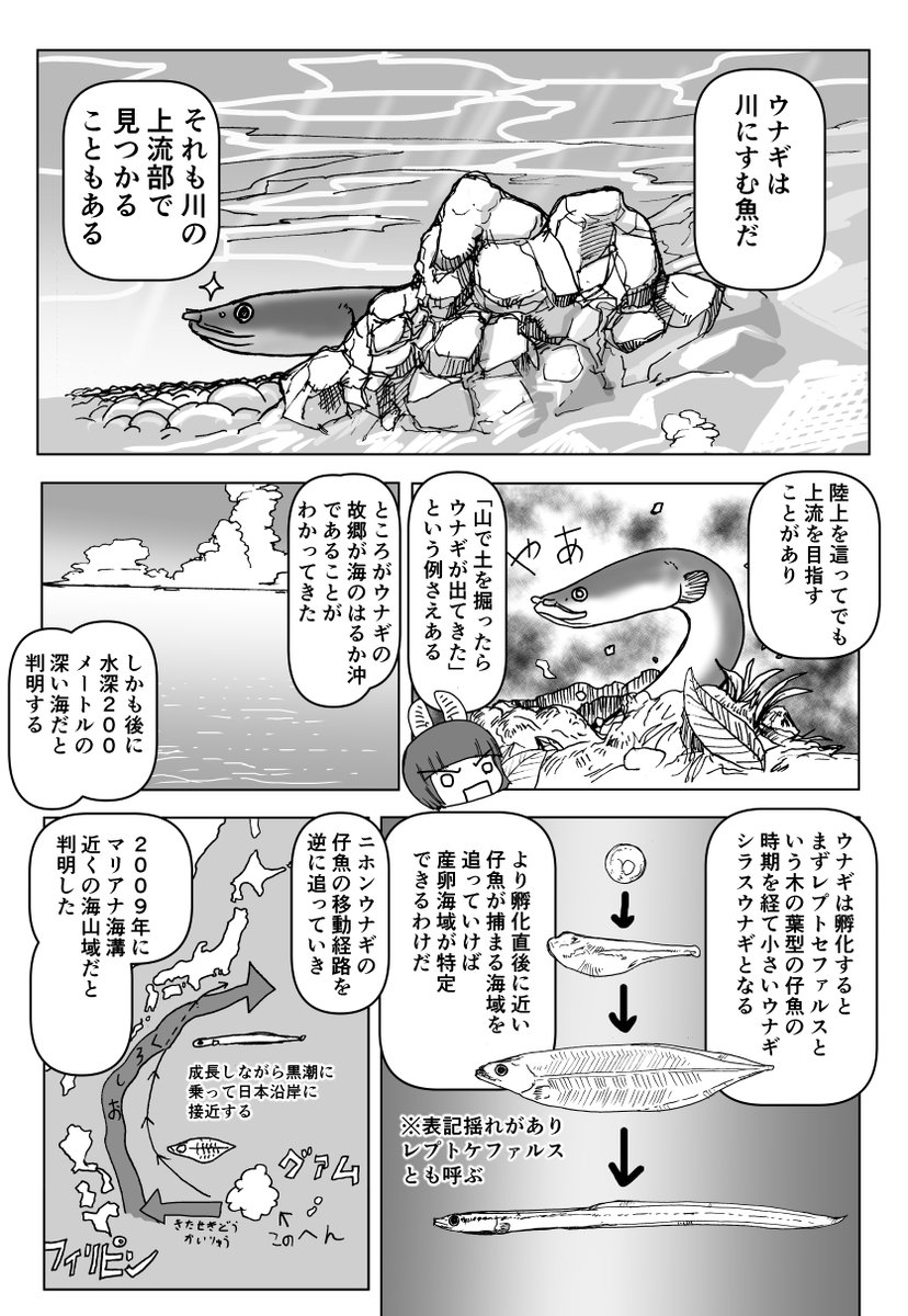 色々と誤解されてそうな動物を漫画で解説していくぞい。  第33回「ウナギ」2/2 #クック先生の動物講座 #漫画が読めるハッシュタグ #マンガが読めるハッシュタグ #ウナギ 