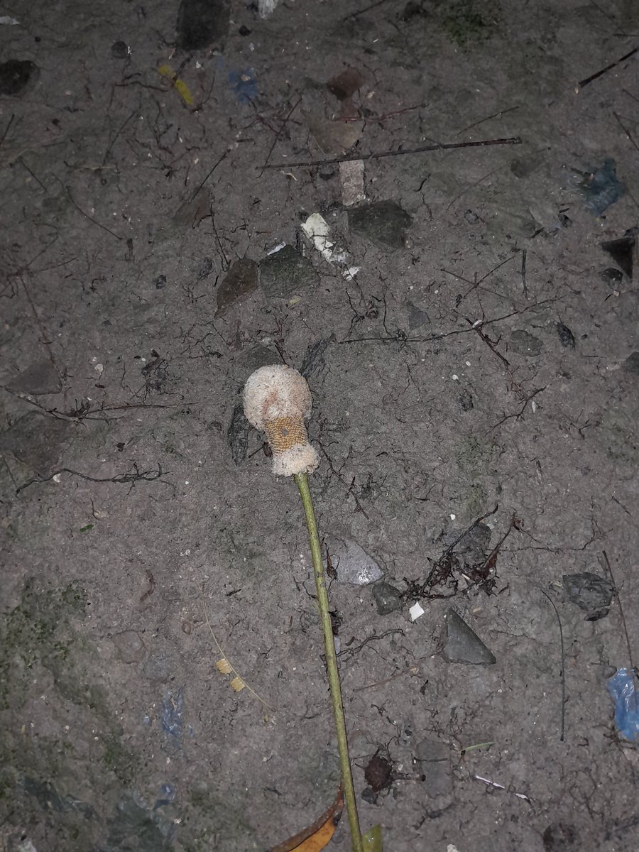 oitjeongin's tweet photo. disini adakah yang nanam pete? ini pohon pete udah 8 tahun tapi enggak pernah berbuah, tiap berbuah pasti bunganya udah rontok duluan. kira-kira  harus diapain yaaa https://t.co/hLhsexNgS4