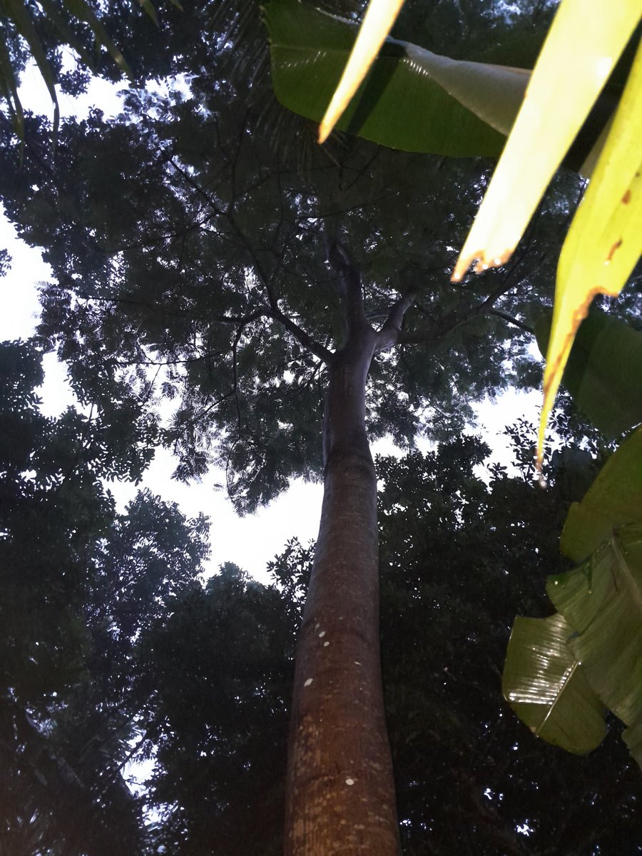 oitjeongin's tweet photo. disini adakah yang nanam pete? ini pohon pete udah 8 tahun tapi enggak pernah berbuah, tiap berbuah pasti bunganya udah rontok duluan. kira-kira  harus diapain yaaa https://t.co/hLhsexNgS4