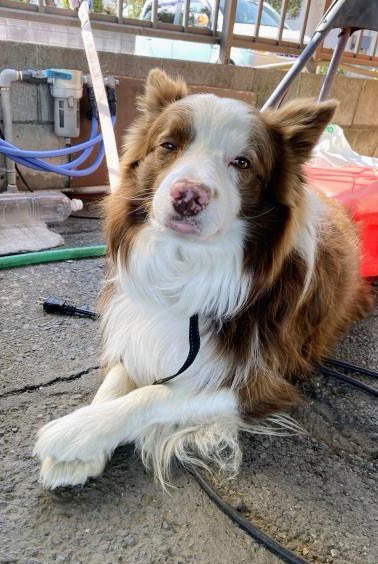 🐶🆘【#群馬県迷子犬】🎈
🔷2025.4.12⏰13時台
🔴前橋市総社町総社の自宅から迷子になった〝りーふ君♂〟を探してます🐾
🍀発見の際は警察への保護依頼及びDMやリプ、掲示板コメント欄からご連絡をお願い致します🙇‍♂️
#迷子犬 #前橋市迷子犬
#ボーダーコリー迷子 
maigo-pet.net/dog/24567