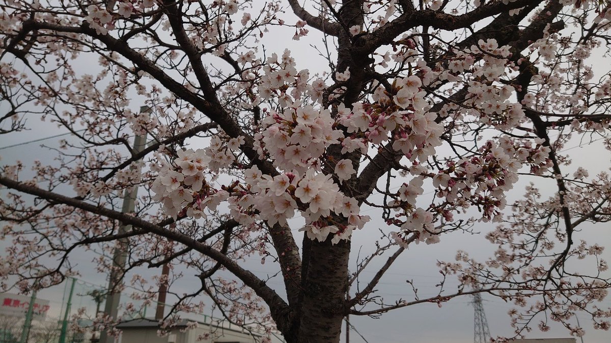🌸桜🌸