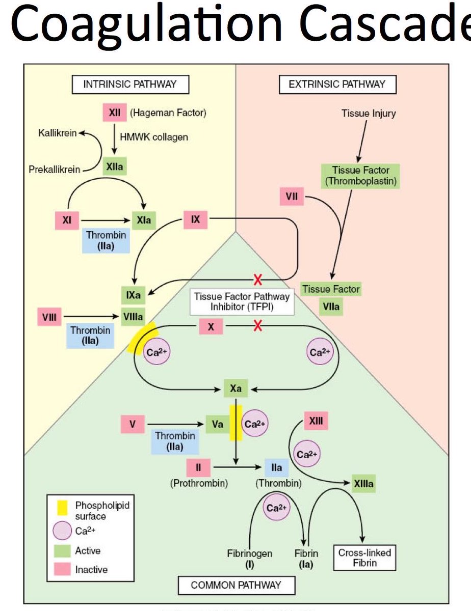 Coagulation cascade is hard to learn but easier than krebs