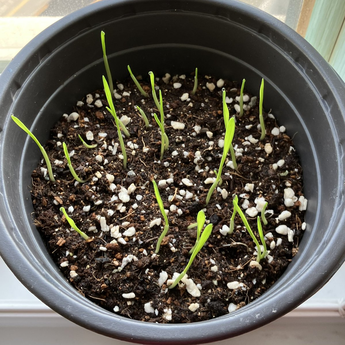 sihnae's tweet photo. 🌱育苗日記 토종 앉은키밀 5
2025/4/10(목) 파종후 4일차의 모습
#서울환경연합 #씨앗의숲 #싹싹이 #밀싹 #토종앉은키밀 https://t.co/BIHXgbZiY7