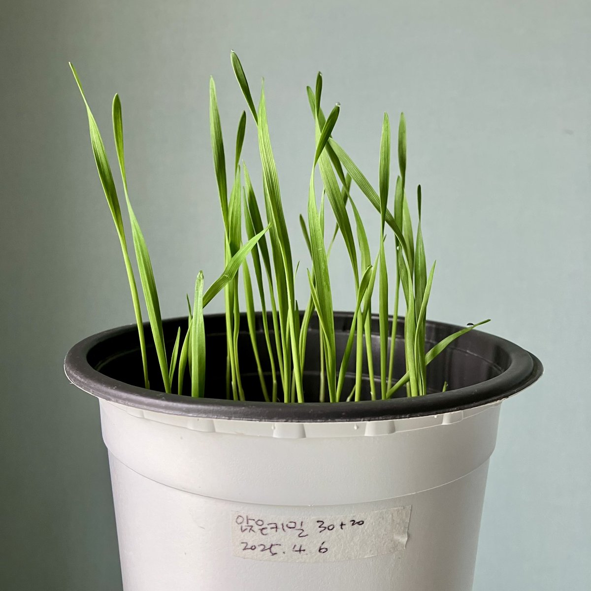 sihnae's tweet photo. 🌱育苗日記 토종 앉은키밀 6
2025/4/12(토) 파종후 6일차의 모습
#서울환경연합 #씨앗의숲 #싹싹이 #밀싹 #토종앉은키밀 https://t.co/jP33SJB1SX