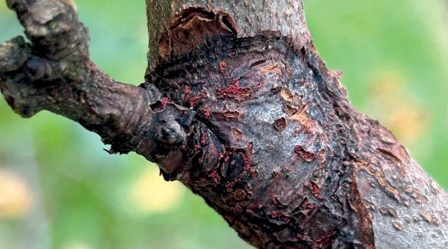 Fruit&Vine Magazine (@fruitandvinemag) on Twitter photo π <a href="/AgrovistaUK/">Agrovista UK</a> agronomist Fokion Chatziavgerinos highlights the importance of accurate #weather and disease-forecasting tools, and shares his thoughts on early season #agronomy π
fruitandvine.co.uk/disease-manageβ¦
#DiseaseManagement #AgTech #AgroScience #FarmingCommunity #BritishFruit π <a href="/AgrovistaUK/">Agrovista UK</a> agronomist Fokion Chatziavgerinos highlights the importance of accurate #weather and disease-forecasting tools, and shares his thoughts on early season #agronomy π
fruitandvine.co.uk/disease-manageβ¦
#DiseaseManagement #AgTech #AgroScience #FarmingCommunity #BritishFruit