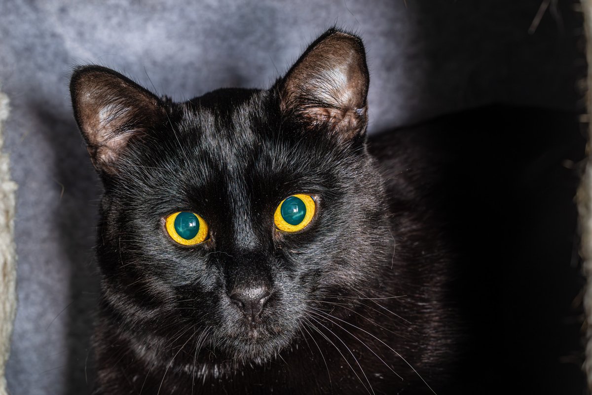 fredstrobel1's tweet photo. Happy #caturday from Paddy @PawsAtlanta . #adoptdontshop #seenequalssaved #heartsspeak #artisthelpingartist #eosr5markii #rescue #rescuecat #cat #catsofinstagram #catsofatlanta #catsofatl #atlanta #atl #pawsatlanta https://t.co/BW0ThJGg2x