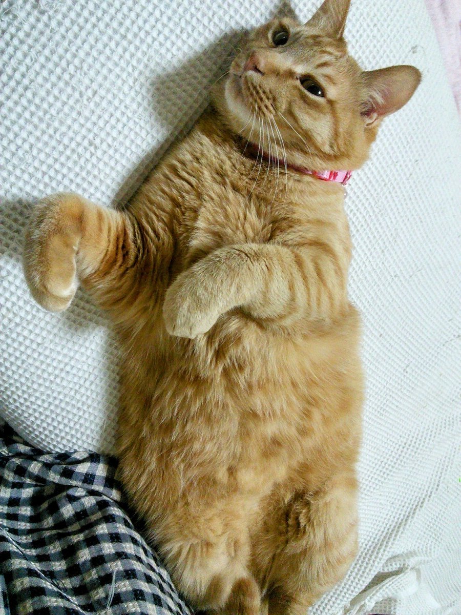 くぅたん😺
そのポーズに母はメロメロです😌💓♥️❤️

 #猫