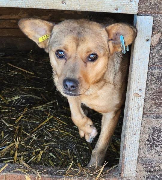 ProDogRomania (@prodogromania) on Twitter photo PICCOLA Notfall
Rettungspatenschaft vorhanden
Kein Zuhause in Sicht für die liebe kleine PICCOLA. Dabei wäre es so dringend, daß ihre Pfote mit den fehlenden Zehen in Deutschland behandelt werden könnte🙏
🖇 Profil:prodogromania.de/alle-hunde/pic…
📧Kontakt: info@prodogromania.de PICCOLA Notfall
Rettungspatenschaft vorhanden
Kein Zuhause in Sicht für die liebe kleine PICCOLA. Dabei wäre es so dringend, daß ihre Pfote mit den fehlenden Zehen in Deutschland behandelt werden könnte🙏
🖇 Profil:prodogromania.de/alle-hunde/pic…
📧Kontakt: info@prodogromania.de