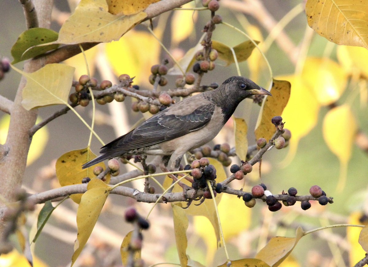 Rosy Starling 🪶
#birdwatching #birds #TwitterNatureCommunity #indiaves #BalconyBirding #NaturePhotography