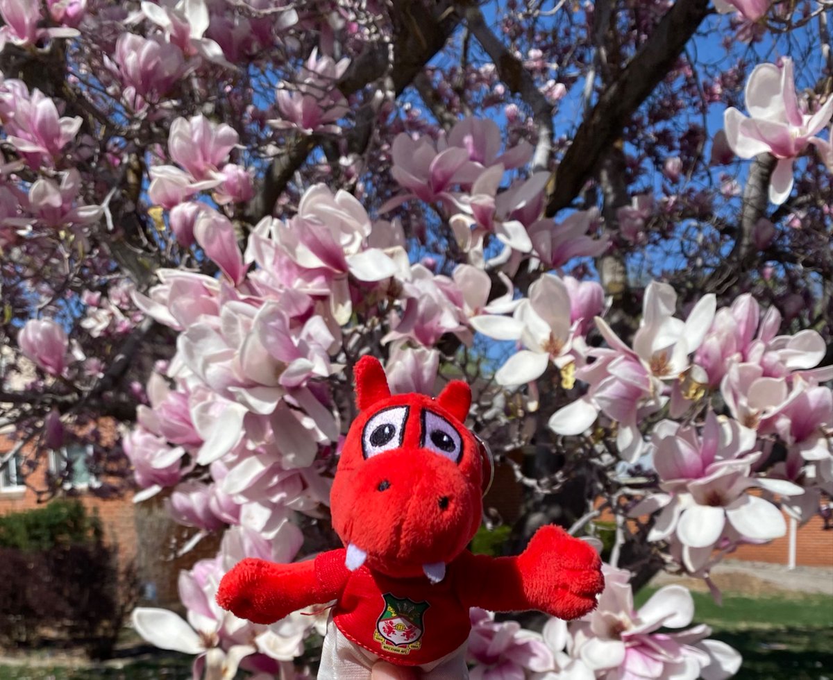 highdesertdrgn's tweet photo. @Wrexham_AFC @united Bluesky in Utah https://t.co/FmzJfyY933