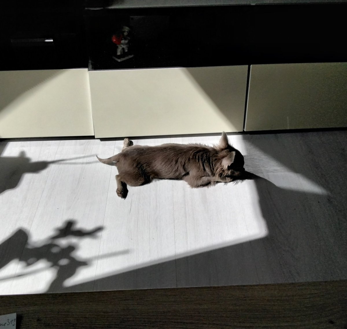 Oskar hat sich sein Leckerli abgeholt und liegt jetzt in der Sonne.😄