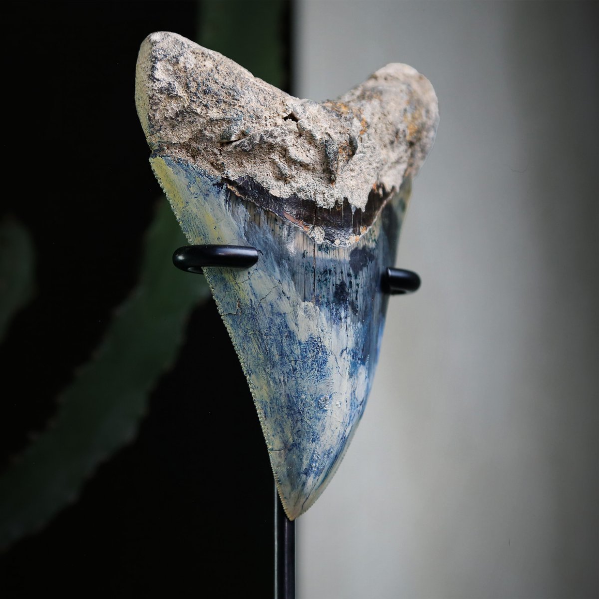 CuratedStudio tweet media