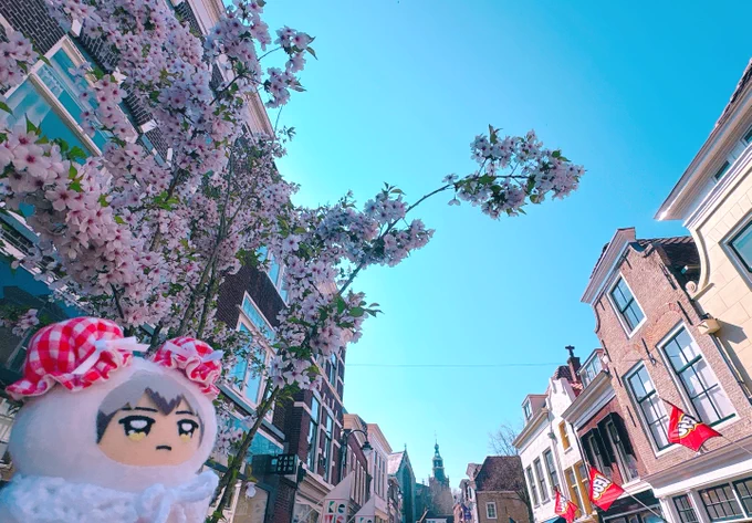 チーズで有名な街ゴーダにやってきましたオランダの桜も綺麗やな…と趣を味わうちみきたさんと「チーズどんぶらこしとんやけど助けた方がええ」と慌ててるちみつむです 