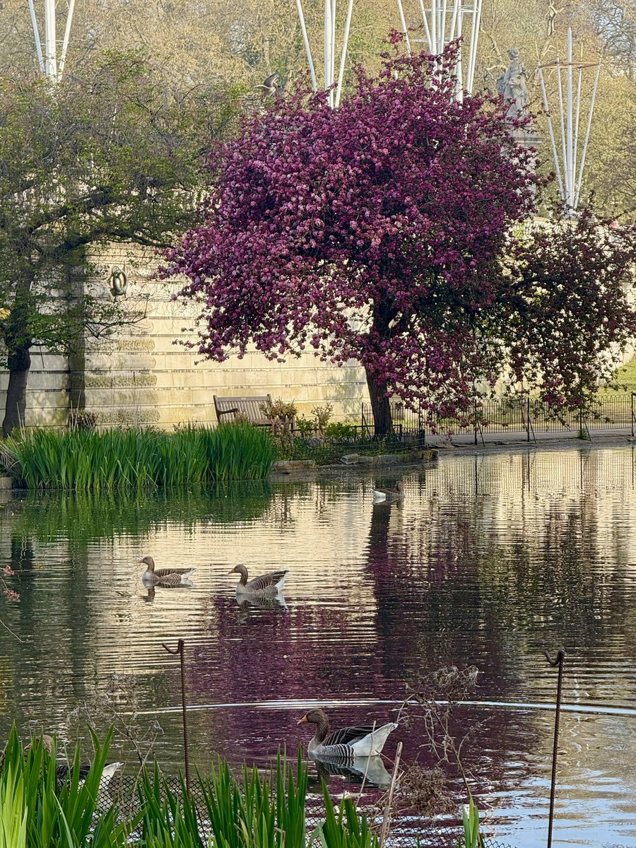 St James’s Park, London, April 2025 #StJamessark #London #Royalparks #Spring #Thismorning