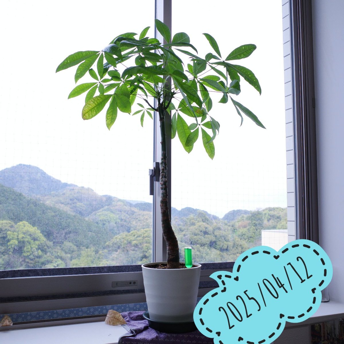 nikkinoko's tweet image. #day2556 日目の #パキラ #pachira 。約7年経った。去年葉を全部落として、仕立て直しているところ。 #propagation