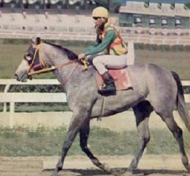 blindadosalas1's tweet photo. #Hipismo #InMemoriam El 12/04/1980 nació TOLEDANA 🇻🇪 Excelente velocista, hija del #GradeOneWinner KIRBY LANE y nieta del inmortal DR. FAGER 🇺🇸 Ganó a los 2 años el #EdgarGanteaume y #Lanzarina Brilló en la cría: Madre de los campeones STAR MOON y GRAN RELÁMPAGO en @OficialHinava https://t.co/NglzCP1gtO