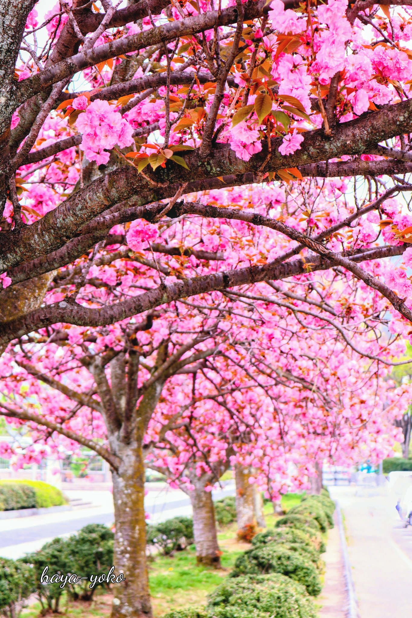 柴桜濃いピンクとニゲラ ポスト投函いっぱい 【公式通販】