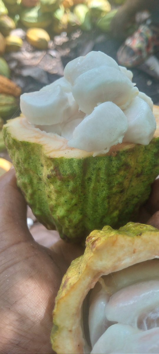 skipangamimi's tweet photo. #pure organic cocoa
@Aboubakari96707 @cocoaninjaryan @MpondaSabinus @msakufarm https://t.co/C45VXnaSck