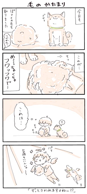#4コマ漫画 #柴犬 #換毛期
換毛期のたま 